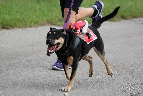 Voice of Sheva the dog, my partner in perfecting the run-stop-sniff-and roll.