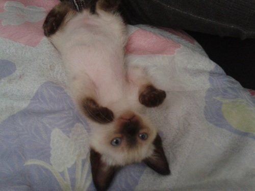 Muito chato