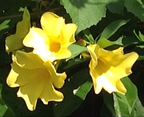 monitoelmorro's profile picture. 