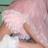 sissybabysusie's profile image