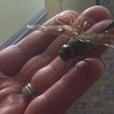 olga helm - @HelmOlga - Twitter