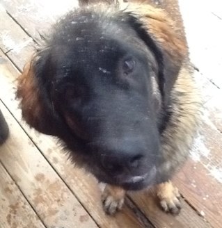 Duran Duran lover, artist and trainer of Leonbergers