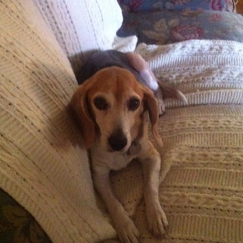 DaisyDorg's profile picture. Daisy was a wonderful Beagle. From 5/8/1999 - 11/22/2012 she delighted us every day. She liked food, naps, and warm grass. And chasing squirrels.