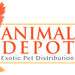 AnimalDepot's profile picture. Empresa responsable, enfocada en dar a nuestros clientes un animal de compañía adecuado a sus necesidad.