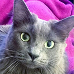 View thousands of rescue animals for adoption, or get help for an animal in need by visiting our nonprofit rescue website: