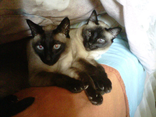 schielcean's profile picture. 