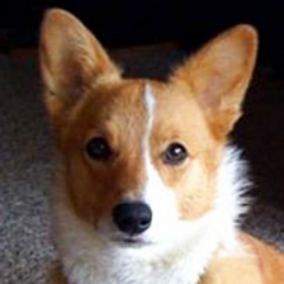 adoption rescueme corgis adoptions ga pembroke