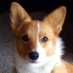 Corgi Rescue (@corgidogrescue) Twitter profile photo