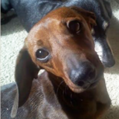 View thousands of rescue animals for adoption, or get help for an animal in need by visiting our nonprofit rescue website: