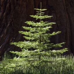 This is my effort to help restore the beauty to the world, one tree at a time. So Go Plant Some #Trees!