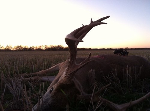 therottler's profile picture. 