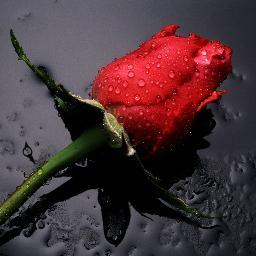فقط امي وكفى