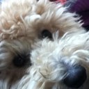 Gabriel Greer - @ggreer123 - Twitter