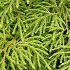 Lycopodium30's profile picture. 