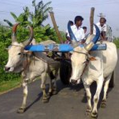 Vanniyarpalayam's profile picture. 