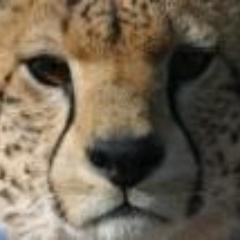Tanzania Carnivore Program. Tweets about issues relating to carnivore conservation and research.