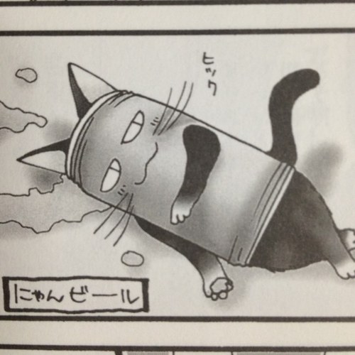 Mammalia - Carnivora - Beer cat 哺乳類猫目にゃんビール科 Certified as endangered species 絶滅危惧種に認定w
