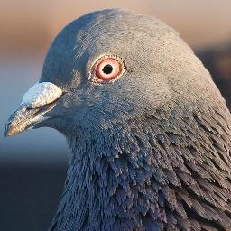 Chistoporodniy's profile picture. Голубь Чистопородный. Можно просто Голубь. Люблю летать по небу с друзьями. Люблю смотреть футбол. Болею за ФК Рубин. Странно, да? Голубь ведёт свой блог :)