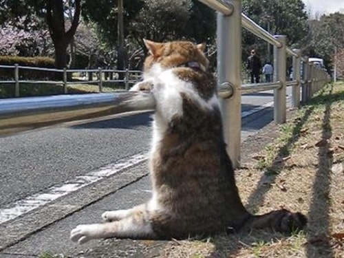 最近、猫に神聖みを感じるようになってきた