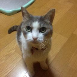 みかん On Twitter 昨晩 確定申告書作成を終わらせた後 貢物を携えて平身低頭で必死に謝って今朝からやっとストライキ終了 数日ぶりにらんらんに会えたー ネグレクトだめ絶対 こんなことする子歴代にいなかった おれらん強し おれお 白黒猫