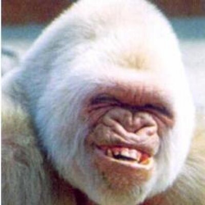 Albino pussy pictures opinion Albino pussy pictures
