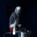 Peter Bouchard - @snakeyes100 - Twitter