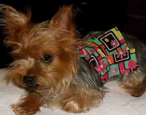 Sugerpawz's profile picture. LOVE DRESSING UP MY DOG. NOW MAKING DOG DRESSES AND SELLING ON EBAY. HUGH SAVINGS AND DRESSES STARTING AT ONLY 5.99!!!