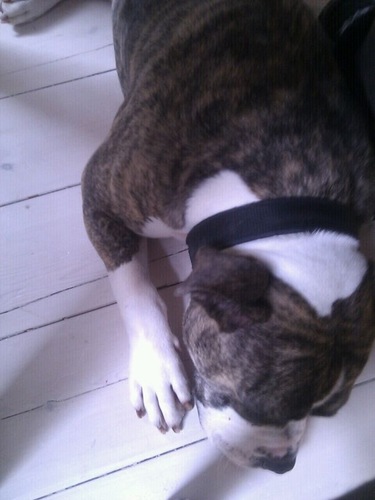 Hondenuitlaatdienst Els Jansen - Loppersum (Gr.). Verzot op Old English Bulldog. Kijk voor alle info op Facebook Els' Hondenuitlaat