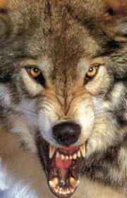 Romanista de sinistra e so quer genere de volpe che si nun ariva all’uva brucia la vigna...