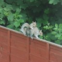 Paul McElwee - @pelwee - Twitter