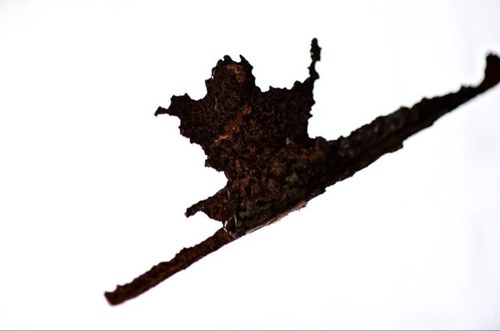 lionelsouci's profile picture. 