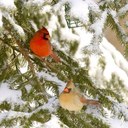 lauri beach - @22songbird - Twitter