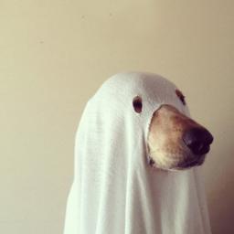 Fakultativist's profile picture. 