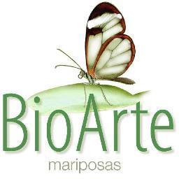 caroceren's profile picture. Me dedico a la crianza y exportacion de mariposas salvadoreñas.  Proveo mariposas vivas para eventos en El Salvador. Y hago joyería con alas de mariposas.