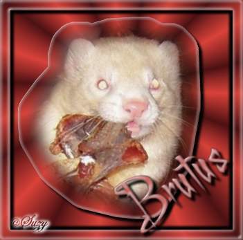 Ben gek met mijn veestapel, de hond Roxy, de fretten Gijs, Mandy & Brutus en de skunks Elmo, Odin & Loki...;)