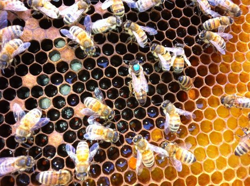 Adopt a Honey Bee family! For $30 you can adopt a colony of bees, get 15% off our natural, raw honey as well as a spot on a hive to paint a mural or logo!