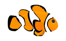 Clownfishman Reef Aquarium Hobby Clownfish Nemo ReefAquatica Toronto LFS