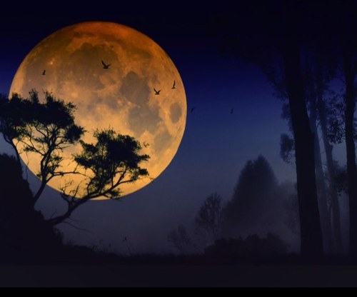 BellaExcepcion's profile picture. Bella Excepción para una Perfecta Imperfección