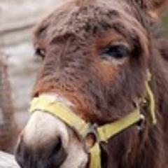 45 J. w. aus Gießen, mag Sport, Pferde und Twitter
