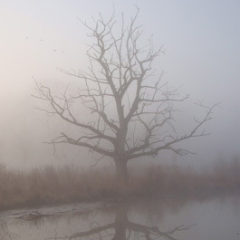 Live updates from the Natural Areas Manager at the Morris Arboretum in Philadelphia, PA