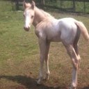 Allen Adams - @allenadams53 - Twitter