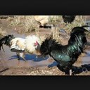 Dakota Carson - @dakotacain01 - Twitter