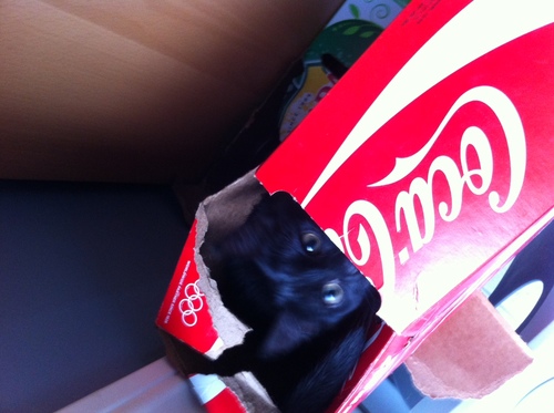I am Lucky, a black cat living in #yeg.