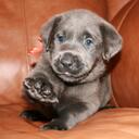 Nicole Brady Hunt - @HuntsRetrievers - Twitter