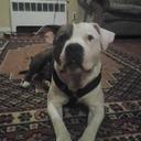 kelley tirrell - @ilovmypitbull - Twitter