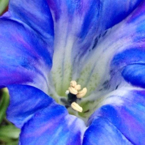 Unusual_Plants