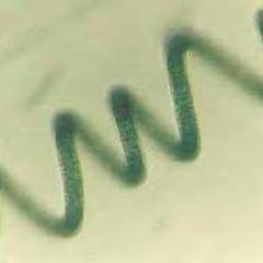 Xarxa Internacional de Cultivadors d'Espirulina per a la Sobirania Alimentària