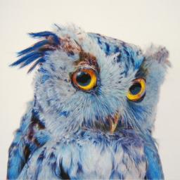 AnnemarieSchamp's profile picture. 