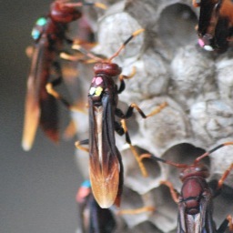 Behavioural ecologist with a background in social evolution in Polistes #wasplove and passion for uni-level education #Lecturer @BristolUni
