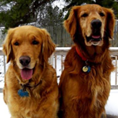 View thousands of rescue animals for adoption, or get help for an animal in need by visiting our nonprofit rescue website:
